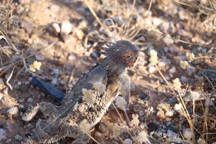 Fig. 4. Horned lizard survivors: note the dried blood covering the male s head. Literature Cited Baharav, D. 1975. Movement of horned lizard P. solare. Copeia 1975(4):649-657. Howard, C.W. 1974.