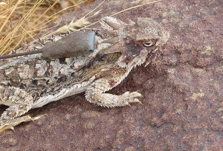 Normal field movements and growth rates of marked regal horned lizards (P. solare). Ecology 35(3):420-421. Montanucci, R.R., and B.E. Baur. 1982.