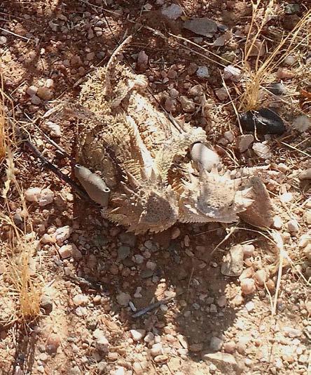 RESEARCH ARTICLE Life and Death in the Regal Horned Lizard (Phrynosoma solare) in central Arizona Brian K. Sullivan and Elizabeth A.