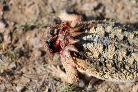 Fig. 3. Horned lizard fatalities: note the wound at the back of the head and otherwise untouched body.