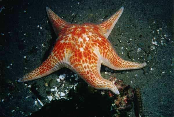 Ocre Star/Purple Star Pisaster ochraceus: Abundant in the high intertidal zone, these stars can be quite large growing to 40 cm in diameter.