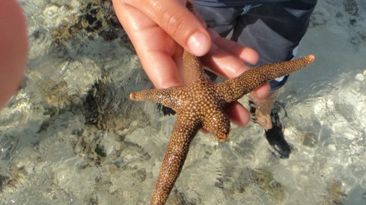 b) You need to be at a location that is on a reef and contains lots of sea stars. c) Learn how to identify sea star species that are common to your location.