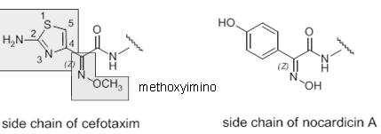 Natural cephalosporin C fused dihydrothiazine ring 7-Amino-cephalosporanic acid 7-Amino-3-deacetoxy-cephalosporanic acid Cephems are more stable than the penicillins, still sensitive to stronger