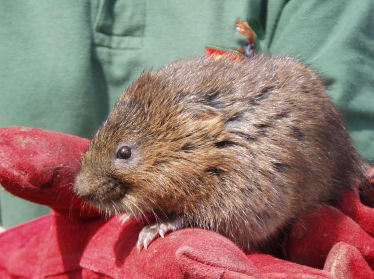 Water Vole Translocation Project: Abberton ReservoirAbout Water Voles Measuring up to 24cm, water voles (Arvicola amphibius) are the largest of the British voles and at a quick glace, are often