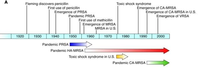 2 toxin-mediated illness (8). In fact, prior to the introduction of penicillin for treatment of S. aureus infections, the mortality rate from S. aureus infections was over 80% (9).