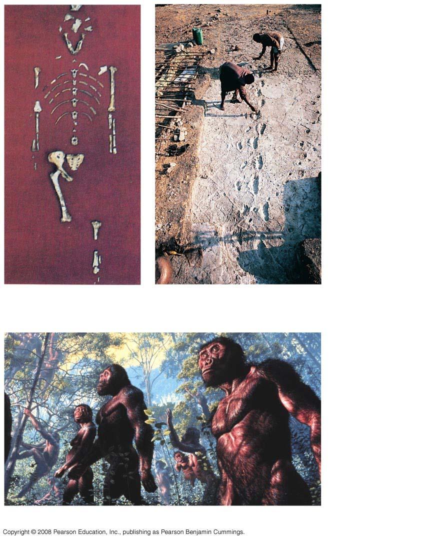 Fig. 34-41 (a) Australopithecus afarensis skeleton (b) The Laetoli