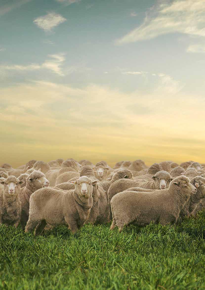 SURVIVE TO THRIVE YOUR COMPLETE SHEEP
