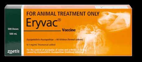 ERYVAC Eryvac forms part of both: PRE-LAMB Reduce crippling production losses with Eryvac the only vaccine to control erysipelas arthritis.