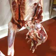 PROBLEM: ERYSIPELAS ARTHRITIS Cripples lambs by causing lameness, hot and swollen joints and a reluctance to walk or stand Costs the