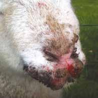 SCABIGARD Scabigard forms part of: Control scabby mouth in lambs & sheep. Single scratch at marking.