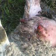 19 (dressed) lost meat per lamb* Painful lesions on lips and nose caused by scabby mouth can make lambs reluctant to eat, leading to loss of