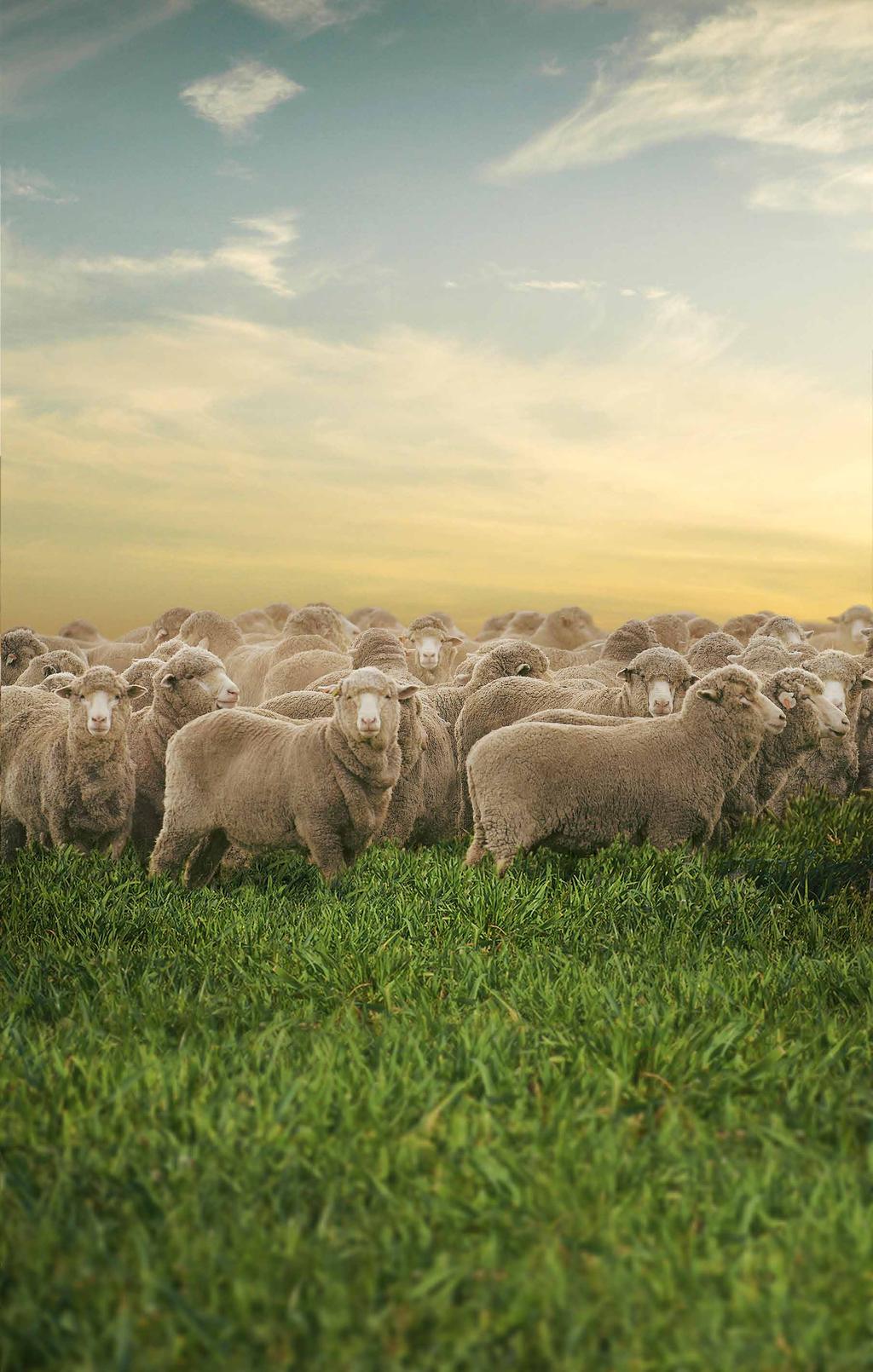LAMBS THAT EAT MORE, GAIN MORE Trials have shown that Bovatec can increase dry matter intake, increase total rumination and increase volatile fatty acid production, leading to: Greater liveweight