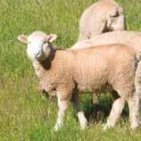 ewes colostrum Added vitamin B12 for: optimal lamb growth in late pregnancy maximal growth in newborn lambs When? Once at marking, once at weaning Why?