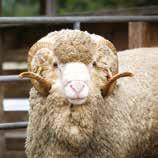 B12: to correct cobalt deficiency to improve growth rates to improve fleece weights When? Annually pre-joining* Why?