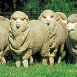 Previously unvaccinated rams require 2 doses, 4 weeks apart followed by annual boosters. When? Annually pre-shearing* Why?