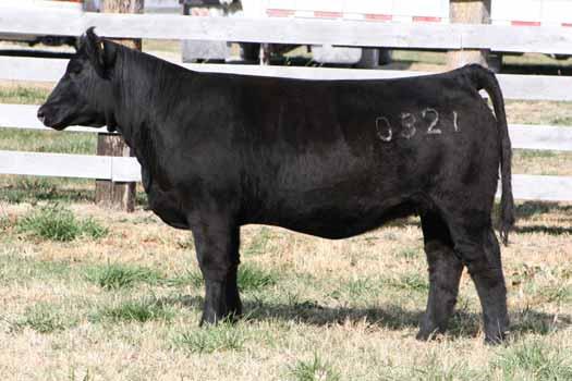 Sandeen Sim/Angus Genetics Presents BUILDIN A BRAND Annual Production Sale $11,000 full sister to Lot 8. KS She s So Sweet, lot8 02.24.
