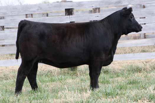 A full sister sold in Dener at the 2011 NWSS for $11,000 and another in Dwyer s 2011 Foundation Female sale for $6,750 that went on to win