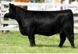 But she is on the rebound now and definitely has the genetics to make her someones headline donor one day. Sandeen Lady 825 lot9 02.28.