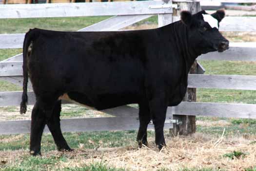 The Coleman Angus Ranch in Montana is beginning to dominate the Angus breed in terms of producing maternal genetics and the 116 cow was one of our first donors purchased from there.