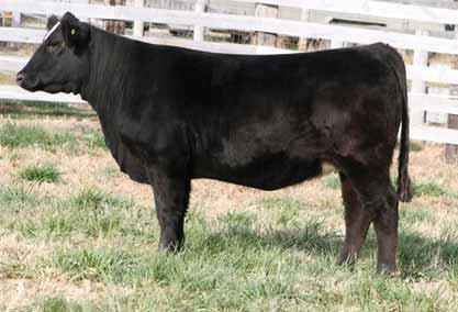 Big bodied, big boned, big footed with a Dream Catcher heifer calf that should work. She can be registered. lot22 03.24.