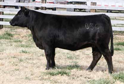 A maternal sister was the winningest foundation heifer in 203 including the Reserve Grand Champion at the NWSS. lot23 02.21.