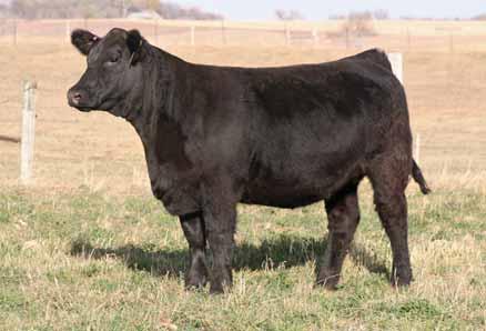 Saturday, DECEMBER 10, 2011 lot36 White 87 Maximus 607 6807 Bando 155 AI d 06.03.11 to Sandeen Chisholm female; checked safe. Wow!