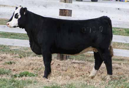 0 02.07.10 1/4 Simmental & 3/4 Angus Sandeens SOS Sandeen Lady 700 OCC Impact Reed Cow 100 AI d 05.07.11 to OCC Jet Strem 825J An attractive heifer with a little extra chrome.