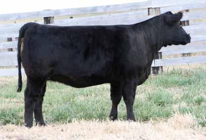 Nice hipped, sound made, solid black Jet Stream heifer. These Jet Stream heifers are great tempered. lot52 04.