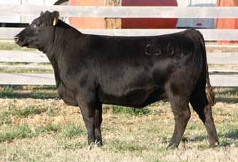 Sandeen Sim/Angus Genetics Presents BUILDIN A BRAND Annual Production Sale Commercial Angus Sandeen Lady 0304, Lot 53 Lots 53-56 is a