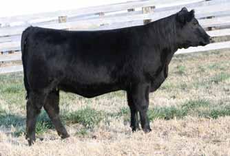 They are moderate framed, deep bodied heifers that will make tremendous cows.