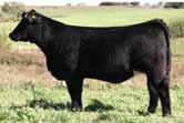 Huge bodied with the mama cow look. Very complete heifer. Lot 28 from 2009 No Bull Sale. lot69 02.27.