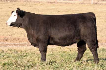 Their dam is the most consistant producing cow I have ever had. My daughter will be showing a full sib to this heifer this year. lot71 03.08.