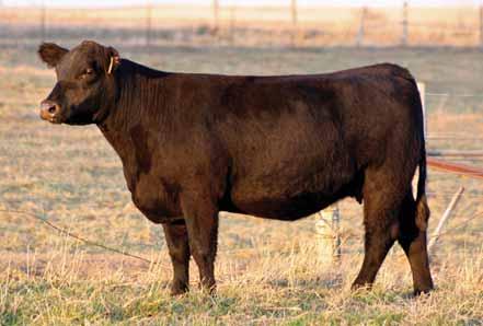 It is hard to find one that possesses as much stoutness, body and potential as this female. If you are impressed by power, bone and substance, this heifer is the one.