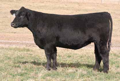 Sandeen Sim/Angus Genetics Presents BUILDIN A BRAND Annual Production Sale lot73 March 2010 Treinen 100 Rodman Black Pearl/Grizz/Witch Dr/TJ/Maine Bred 6/10/11 to Mid-Nite Rider; vet checked safe to