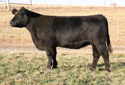 Sandeen Sim/Angus Genetics Presents BUILDIN A BRAND Annual Production Sale lot81 March 2007 Treinen Black Pearl Black Pearl Grizz/Witch Dr/TJ/Maine Bred 6/10/11 to
