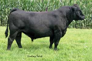 Her second natural calf is the tag 100 Rodman heifer in this sale. As you can see she has made some excellent looking daughters.