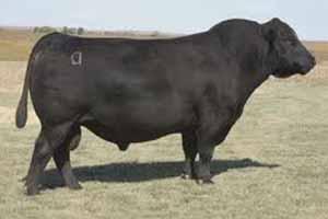 Saturday, DECEMBER 10, 2011 lot83 Plainview LUTTON Semen Selling one package of three units of Lut semen.