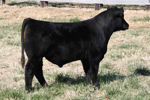 Two full sisters last year sold for $11,000 and $8,500. A maternal sister by Meyer 734 sold for $10,000 in 2007. Another maternal sister is a sale feature this year. 856, maternal sister to Lot 93.