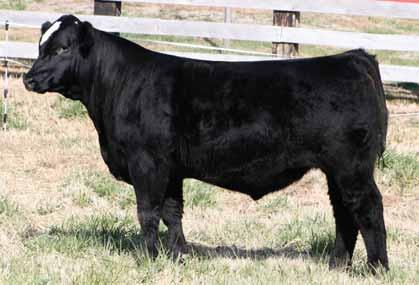 Sandeen Sim/Angus Genetics Presents BUILDIN A BRAND Annual Production Sale Meyer sons... A great trio of Meyer sons if someone wanted a set of full brothers to turn out.