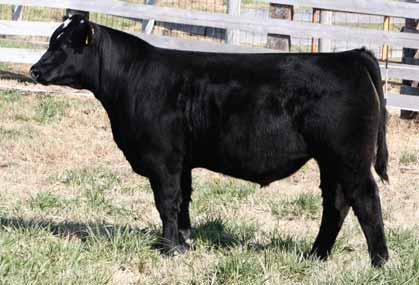 0563 is an enormously massive cow that has a little more gas for a straight Ohlde pedigree, but still maintains the efficiency. lot95 02.24.11 BW: 88 lbs.