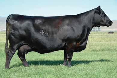 His dam Jayla was the $13,000 high seller in Dwyers 2006 Foundation Female Sale, while a full sister to his dam sold for $9,000 in the 2007 No Bull Sale.