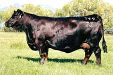 LOT 1B - Selling one package of three embryos sired by SS/PRS High Voltage. 4 High Voltage Sandeen SOS Donna 8386 is an absolutely stunning cow when viewed in person.