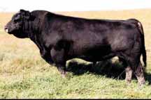 We feel she has the most genetic potency of any Sim/Angus cows known to date due to the unequaled cow family behind her.