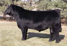 Her granddam, Donna J311, is one of the stoutest 6807 daughters in existence and is Coleman s foundation to the Donna cow family.
