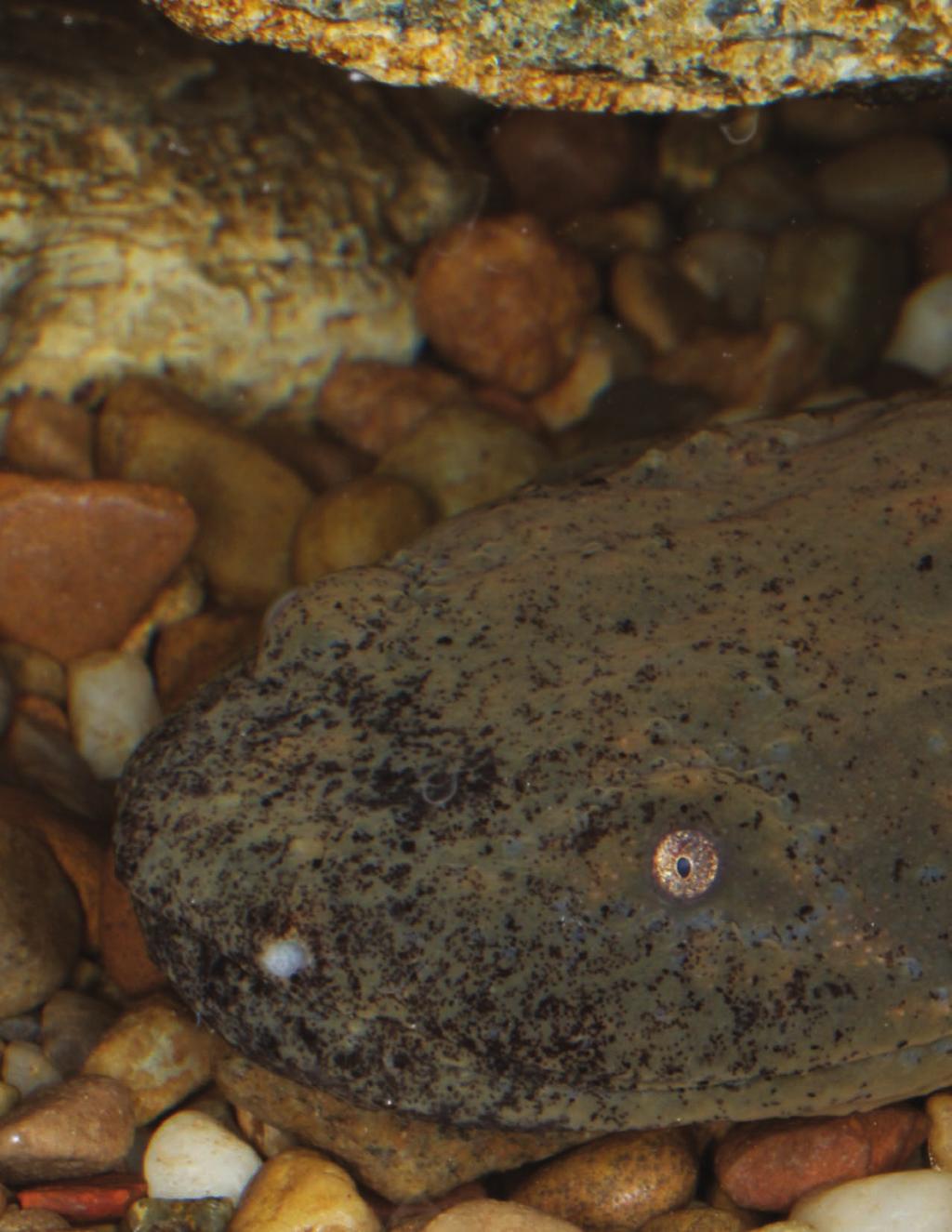 Eastern hellbenders are the only giant salamanders found in North America. In the past decade, the New York population has declined by 40% across their range.