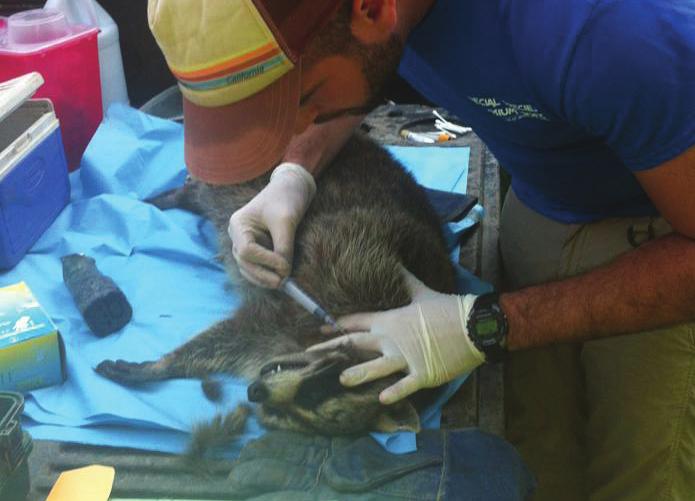Euthanasia Guidance Biologists may need to humanely euthanize sick or injured wildlife.