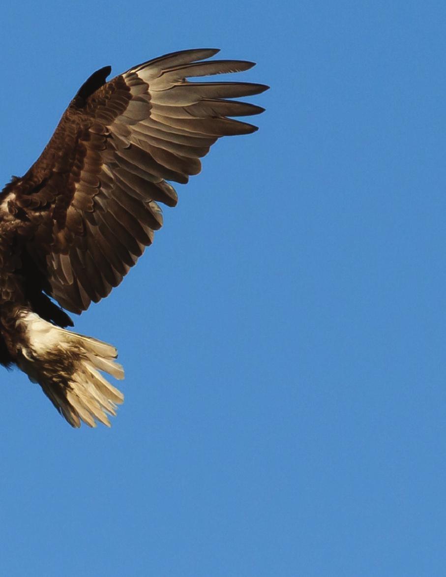 Bald eagles and lead toxicity Our program conducted a retrospective survey of bald eagle samples collected by DEC staff over the last 20 years.