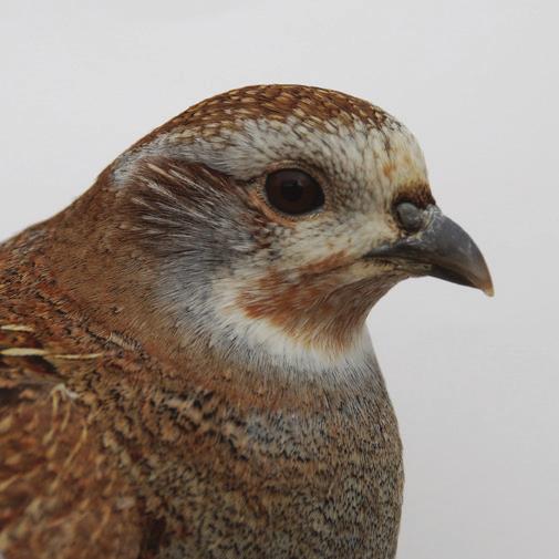 How to sex and age Grey Partridges (Perdix perdix) Identification Guide for bird ringers and field observations Dr Francis Buner,