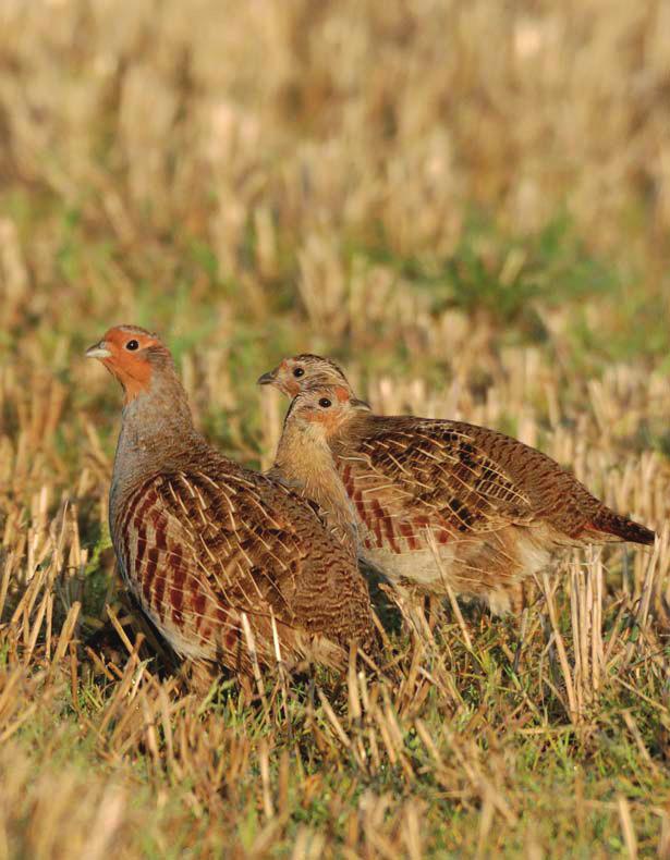 Wild or reared? In the UK, large numbers of reared grey partridges are released every year mostly for shooting purposes.