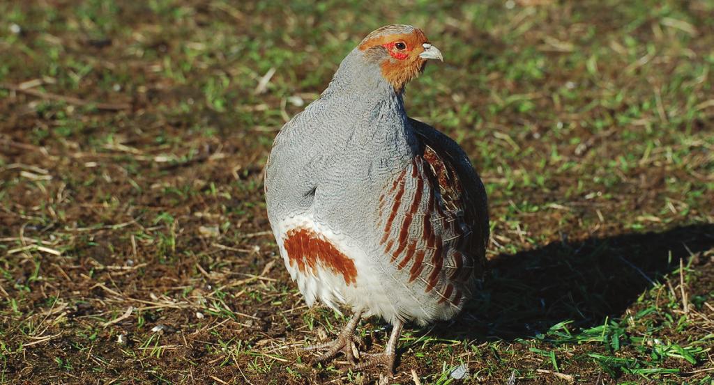 uk/advisory/guides/re-establishing-grey-partridges-through-releasing/ In the field, released birds from game farms are often recognisable based on their tame behaviour, unnaturally large group size